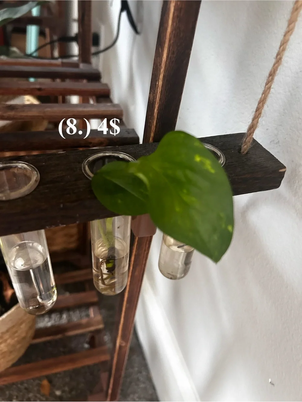 Green Variegated Snake Plant in Green Planter - Home Accents